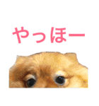ダグたち4（個別スタンプ：14）