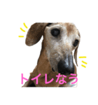 ダグたち4（個別スタンプ：19）