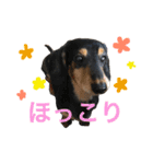 ダグたち4（個別スタンプ：21）