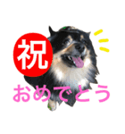 ダグたち4（個別スタンプ：23）