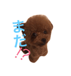 トイプードルのこまち（個別スタンプ：5）