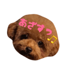 トイプードルのこまち（個別スタンプ：7）