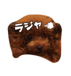 トイプードルのこまち（個別スタンプ：10）