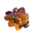 トイプードルのこまち（個別スタンプ：16）