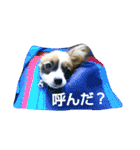 みっく(MIX)＆りん(パピヨン)（個別スタンプ：2）