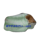 みっく(MIX)＆りん(パピヨン)（個別スタンプ：8）