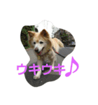 みっく(MIX)＆りん(パピヨン)（個別スタンプ：12）