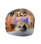 みっく(MIX)＆りん(パピヨン)（個別スタンプ：13）