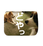 みっく(MIX)＆りん(パピヨン)（個別スタンプ：22）