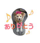 みっく(MIX)＆りん(パピヨン)（個別スタンプ：25）