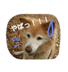 みっく(MIX)＆りん(パピヨン)（個別スタンプ：27）