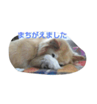 みっく(MIX)＆りん(パピヨン)（個別スタンプ：28）