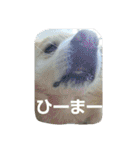 みっく(MIX)＆りん(パピヨン)（個別スタンプ：32）
