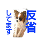 みっく(MIX)＆りん(パピヨン)（個別スタンプ：35）