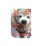みっく(MIX)＆りん(パピヨン)（個別スタンプ：36）