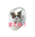 みっく(MIX)＆りん(パピヨン)（個別スタンプ：37）