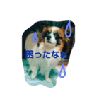 みっく(MIX)＆りん(パピヨン)（個別スタンプ：39）