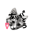 CAT ALEX（個別スタンプ：1）