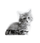 CAT ALEX（個別スタンプ：2）