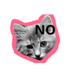 CAT ALEX（個別スタンプ：4）