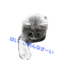 CAT ALEX（個別スタンプ：8）