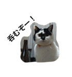 おらいのめんごい保護猫達（個別スタンプ：1）