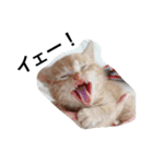 おらいのめんごい保護猫達（個別スタンプ：2）