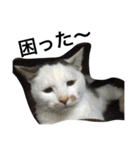 おらいのめんごい保護猫達（個別スタンプ：3）