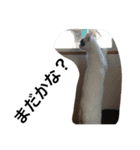 おらいのめんごい保護猫達（個別スタンプ：5）