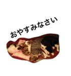 おらいのめんごい保護猫達（個別スタンプ：7）
