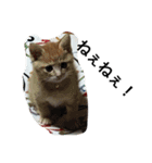 おらいのめんごい保護猫達（個別スタンプ：8）
