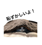 おらいのめんごい保護猫達（個別スタンプ：9）