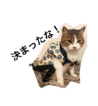 おらいのめんごい保護猫達（個別スタンプ：10）