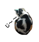 おらいのめんごい保護猫達（個別スタンプ：11）