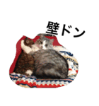 おらいのめんごい保護猫達（個別スタンプ：13）