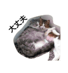 おらいのめんごい保護猫達（個別スタンプ：14）