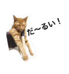 おらいのめんごい保護猫達（個別スタンプ：15）