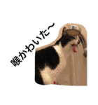 おらいのめんごい保護猫達（個別スタンプ：16）