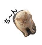 おらいのめんごい保護猫達（個別スタンプ：17）