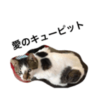 おらいのめんごい保護猫達（個別スタンプ：18）