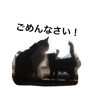 おらいのめんごい保護猫達（個別スタンプ：19）