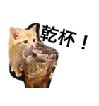 おらいのめんごい保護猫達（個別スタンプ：21）