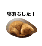 おらいのめんごい保護猫達（個別スタンプ：22）