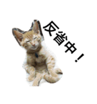 おらいのめんごい保護猫達（個別スタンプ：23）