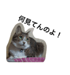 おらいのめんごい保護猫達（個別スタンプ：24）