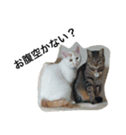 おらいのめんごい保護猫達（個別スタンプ：25）