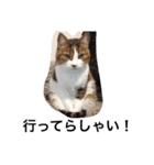 おらいのめんごい保護猫達（個別スタンプ：27）