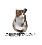 おらいのめんごい保護猫達（個別スタンプ：28）