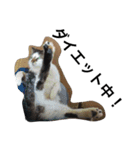 おらいのめんごい保護猫達（個別スタンプ：31）