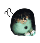 おらいのめんごい保護猫達（個別スタンプ：32）